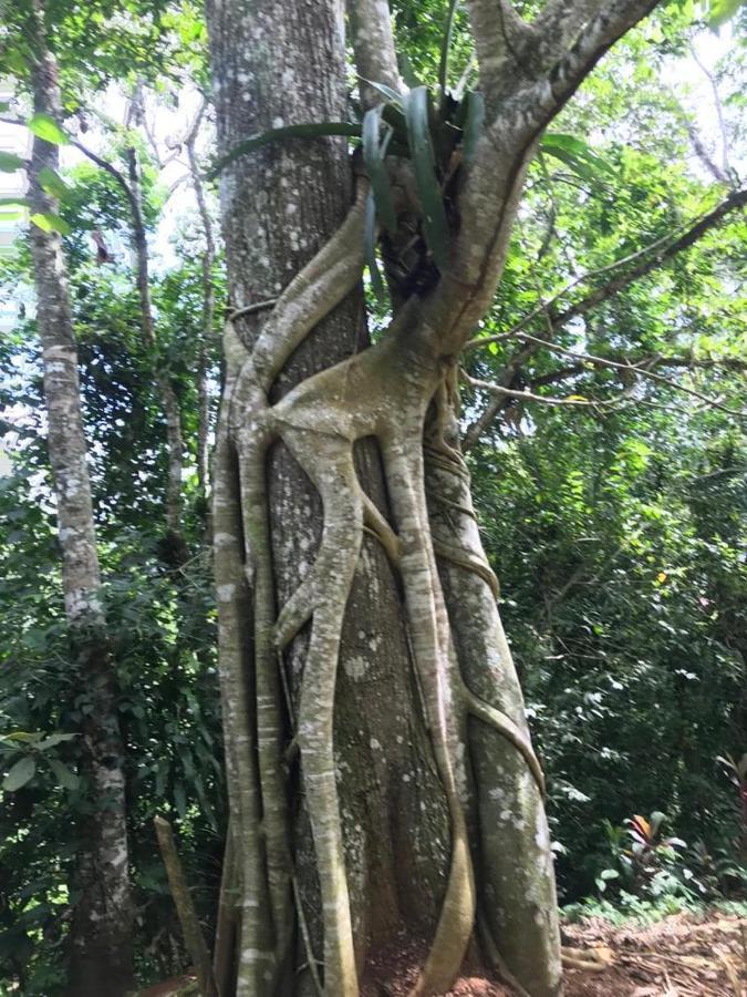 Hotel Green Mountain Turrialba Buitenkant foto