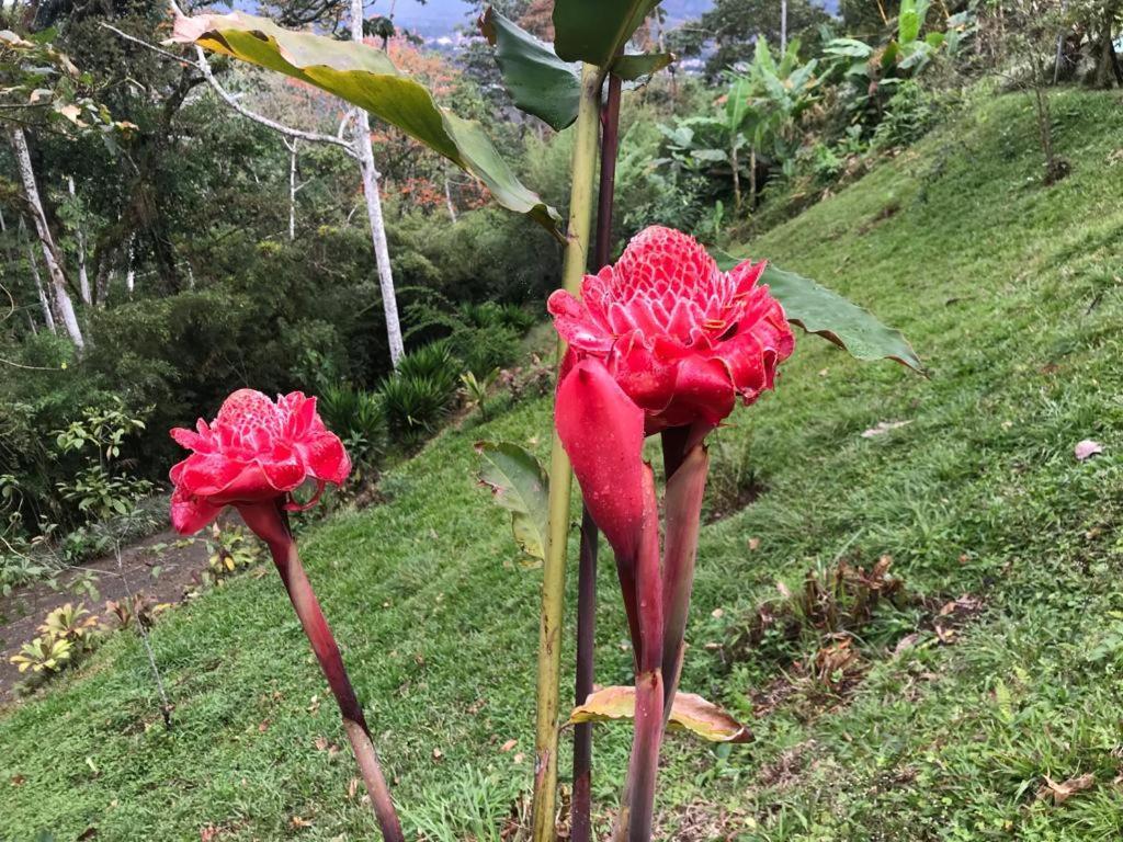 Hotel Green Mountain Turrialba Buitenkant foto